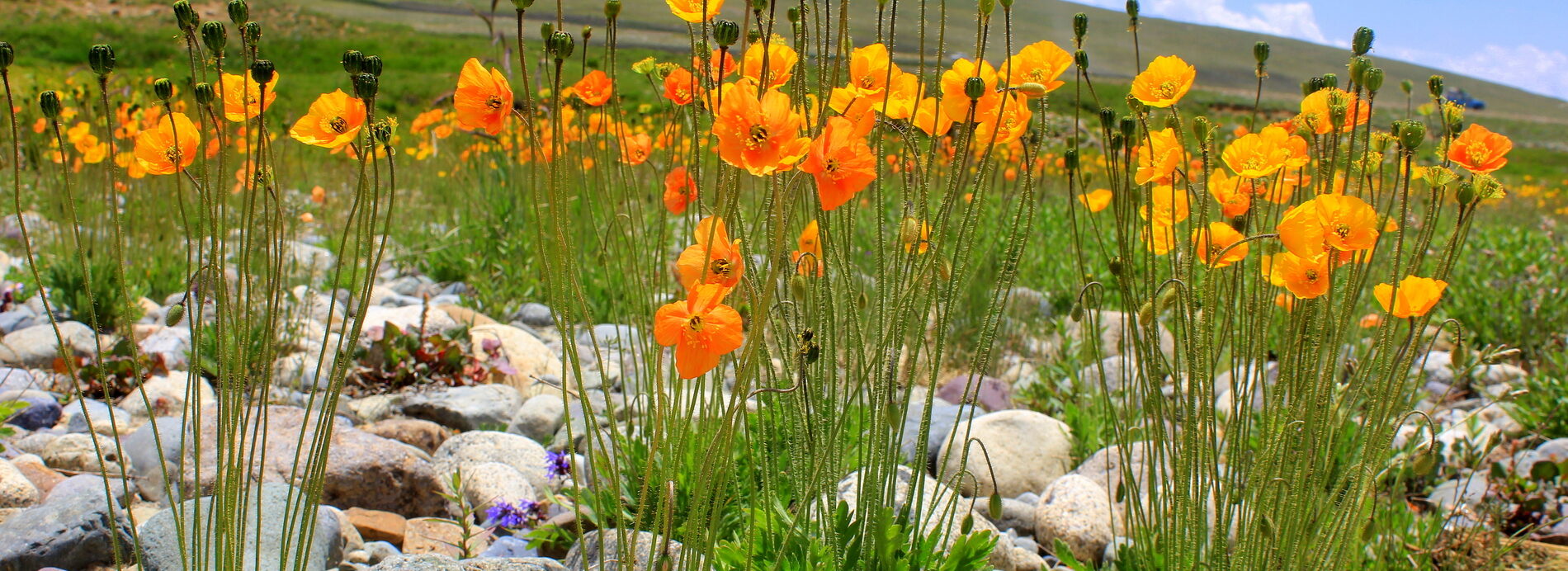 Deosai
